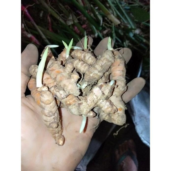 

Terlaris Bibit Kunyit Bertunas Siap Tanam 1 Kg Wn