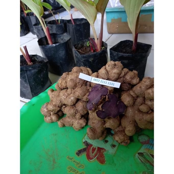 

Terlaris Bibit Kunyit Hitam 1Kg Asli