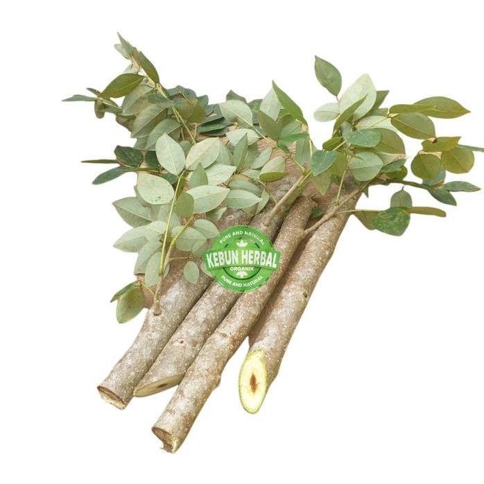 

Terlaris Promo Bibit Stek Batang Daun Gamal 1 Kg - Gratis Kunyit Segar 100