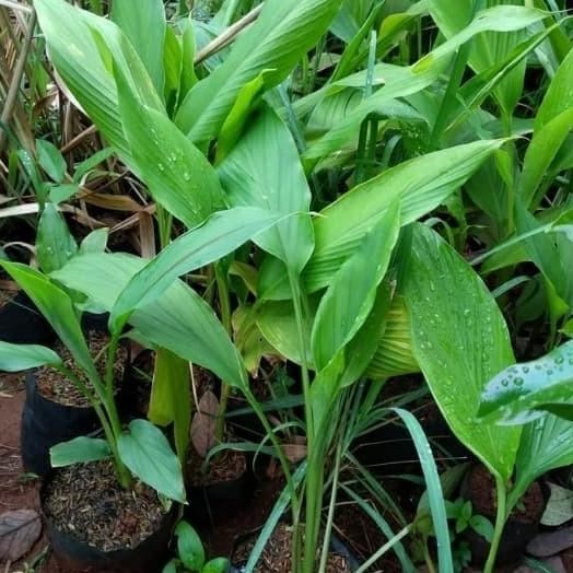 

Terlaris Tanaman Bibit Bumbu Dapur Kunyit