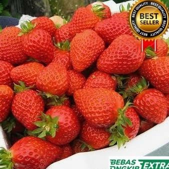 Bibit Tanaman Buah Strawberry Merah Super Manis Strawberry Import