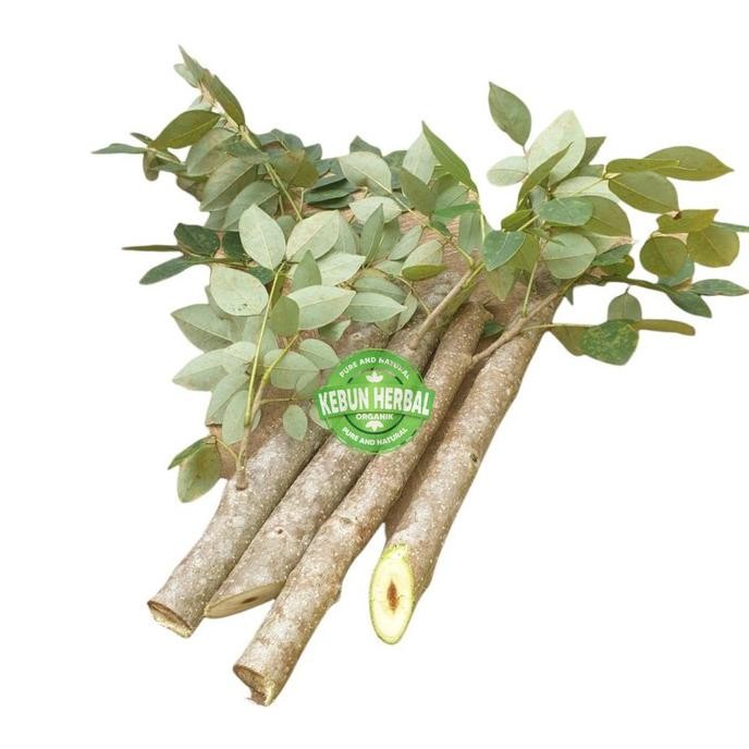

Terlaris Promo Bibit Stek Batang Daun Gamal 1 Kg - Gratis Kunyit Segar 100
