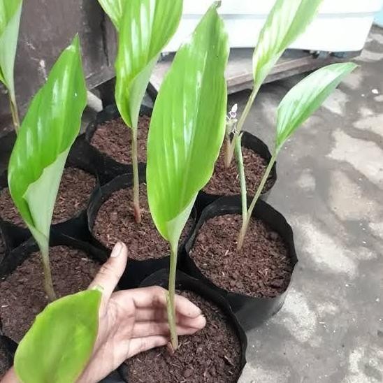 

Terlaris Bibit Tanaman Herbal Pohon Kunyit - Tanaman Kunyit Sayur