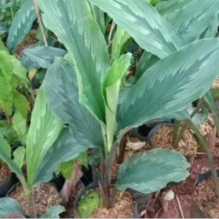 

Terlaris Bibit Kunyit Putih Asli Bisa Untuk Tanaman Hias 774