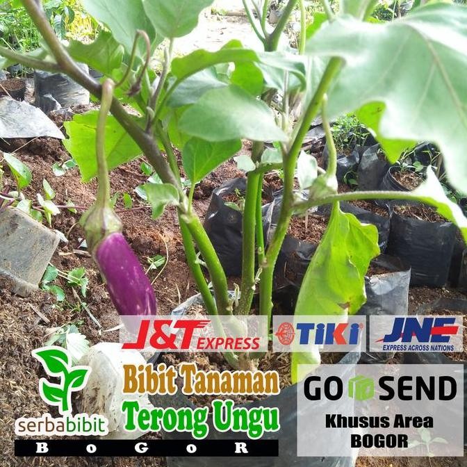 Bibit Terong Ungu - Tanaman Terong Ungu - Tanaman Buah Terong Ungu