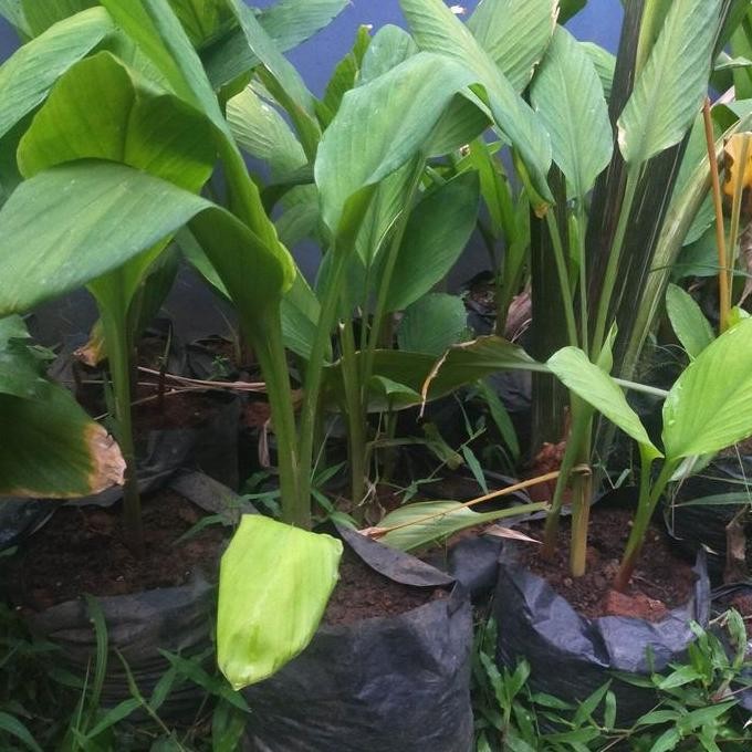 

Terlaris Bibit Kunyit Hitam Asli Satu Polibag