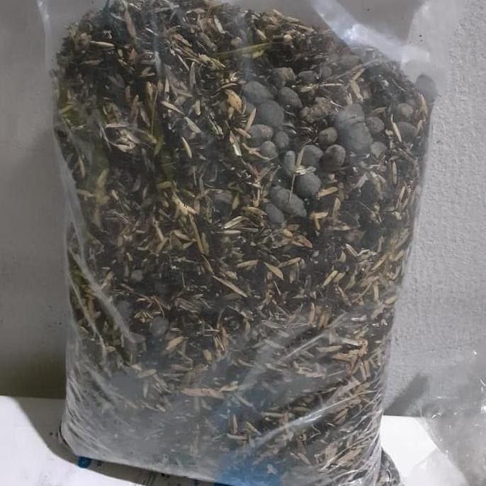 

Terlaris Media Tanam Komplit Pupuk Kandang Dan Kompos