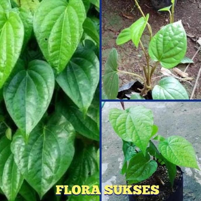 

Terlaris Terlaris!! Bibit Tanaman Obat Daun Sirih Hijau Sirih Ijo Bibit Sirih