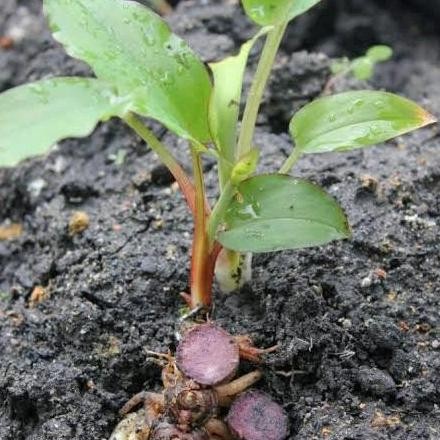 

Terlaris Bibit Tanaman Kunyit Hitam Asli Curcuma Caesia Herbal Untuk Kesehatan Terbaik