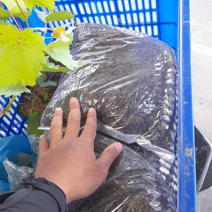

Terlaris Pupuk Kandang Kohe Kambing Sudah Matang Tinggal Pakai...