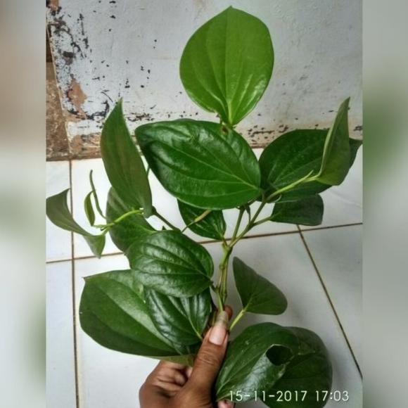 

Terlaris |Best| Bibit Stek Daun Sirih Hijau I Obat Herbal Alami Bibit Daun