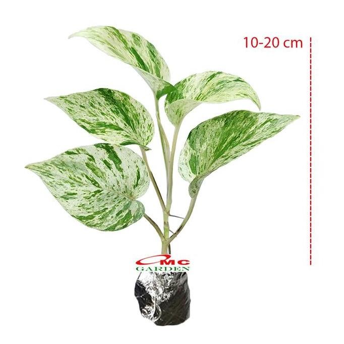 

Terlaris Srigading Sri Gading Sirih Gading Hijau Kuning Varigata Golden Silver Ungu Centong Philodendron Philo Brazil Marble Queen Bibit Tanaman Hias Air 1020