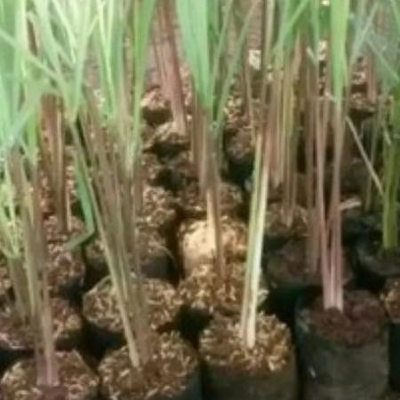 

Terlaris Benih Sereh Masak Termurah Per Bibit