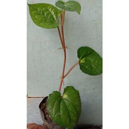 

Terlaris Bibit Sirih Ceplok Telor Kuning // Tanaman Hias Sirih Telur Varigata // Sirih Varigata Kuning // Bibit Sirih Telur Asal Stek