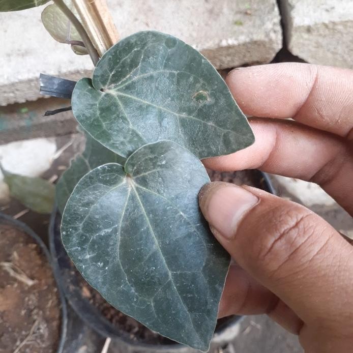 

Terlaris Bibit Tanaman Sirih Hitam Herbal Unggul