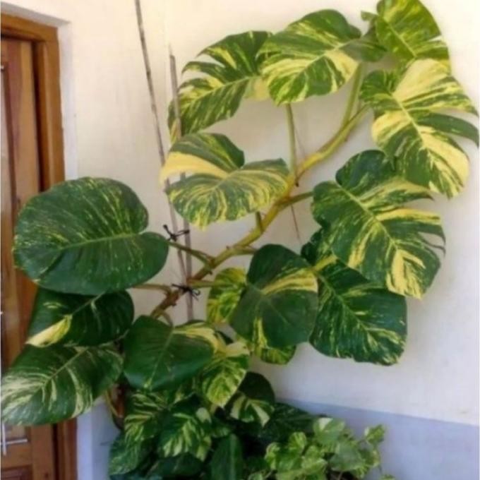 

Terlaris Bibit Epipremnum Aureum /Monstera Raisa -Sirih Gading Jumbo Varigata