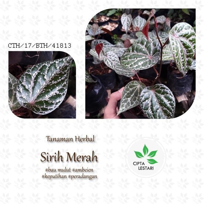 

Terlaris Bibit Pohon Daun Sirih Merah - Tanaman Rambat Herbal Eeee