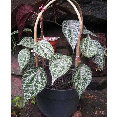 

Terlaris Bibit Sirih Merah (Herbal) Siap Tanam (Beli 5 Gratis 1) Lefmat 6414Zq