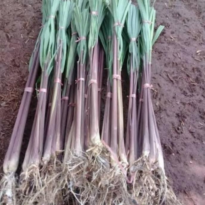 

Terlaris 10 Bibit Sereh Wangi Segar/Sereh Wangi Merah/Serai Sereh Merah Siap Tanam R2