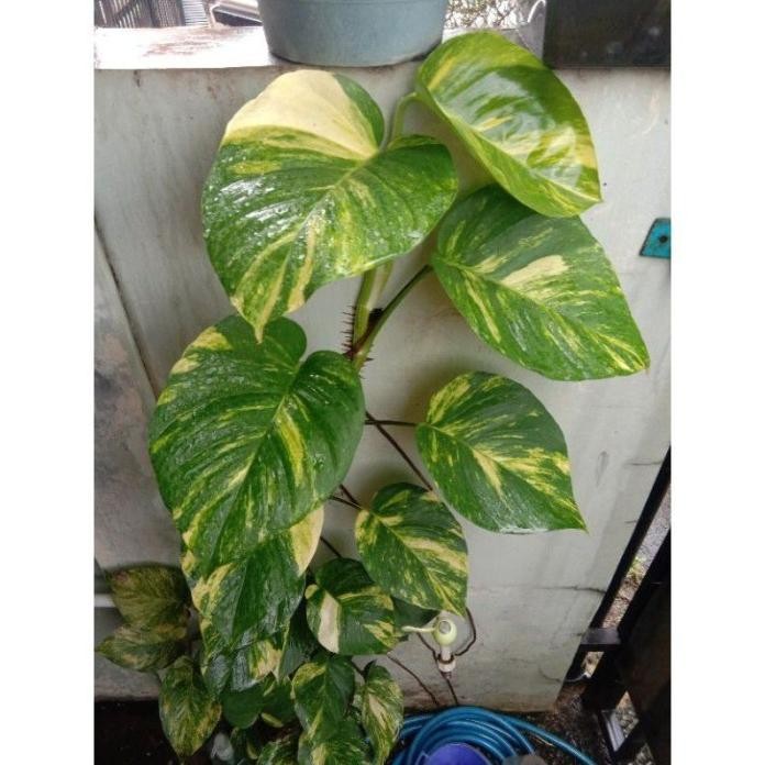 

Terlaris Bibit Sirih Gading Varigata (Stek Batang Berdaun)