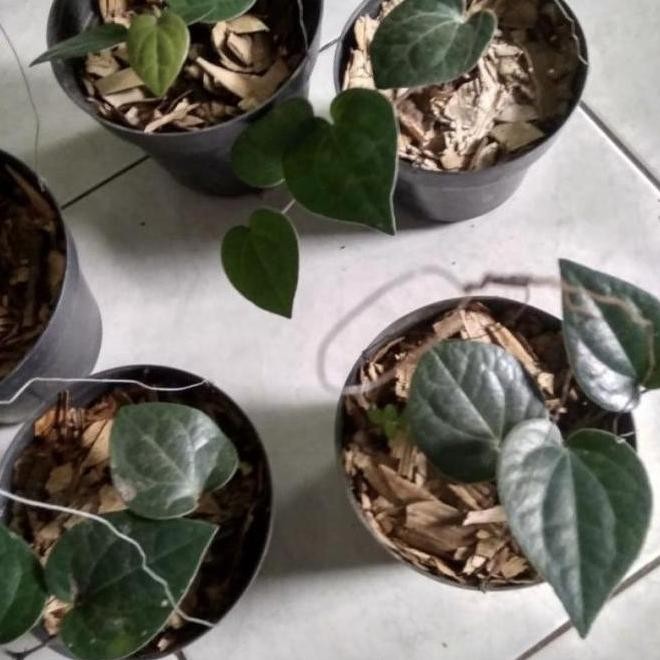 

Terlaris Ready Paket 3 Bibit Tanaman Daun Sirih Merah Hijau Hitam Pohon Obat Herbal