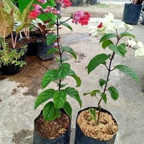 

Terlaris Paket 2 Bibit Bunga Nona Makan Sirih Merah Dan Ungu Termurah