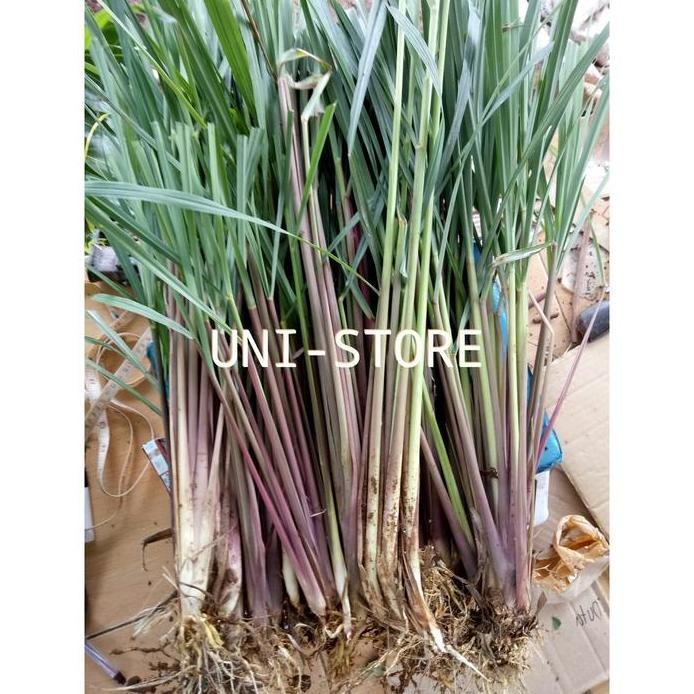 

Terlaris Bibit Sereh Lanang