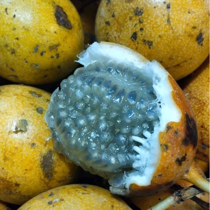 

BARU BUAH KONYAL MARKISA MADU MANIS FRESH