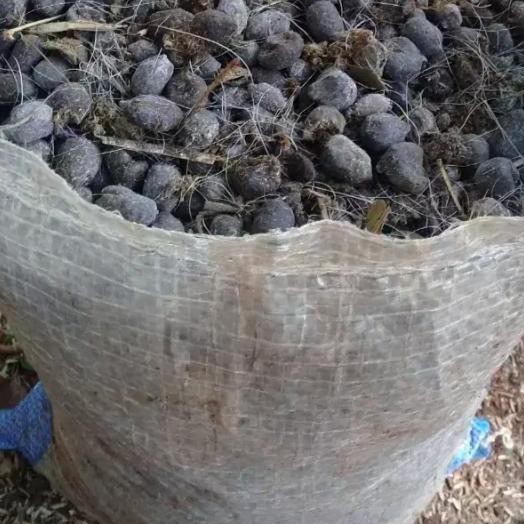 

Terlaris Pupuk Kotoran Kambing Murni Kandang