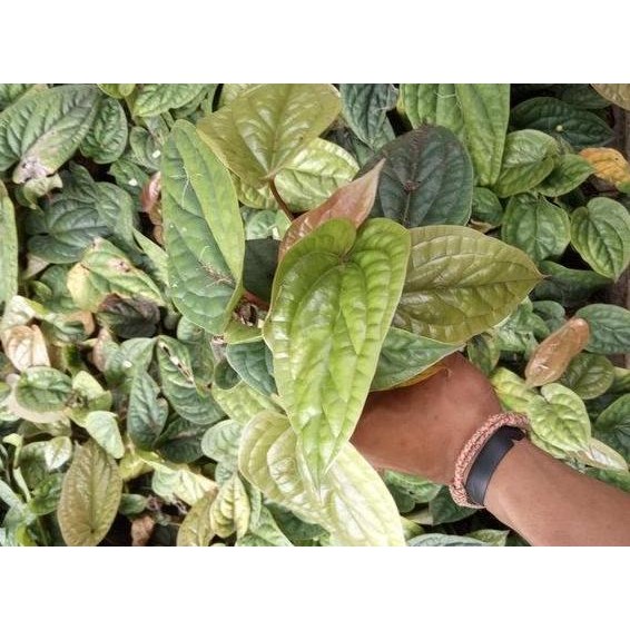 

Terlaris Tanaman Hias Bibit Anthurium Sirih - Antarium Sirih