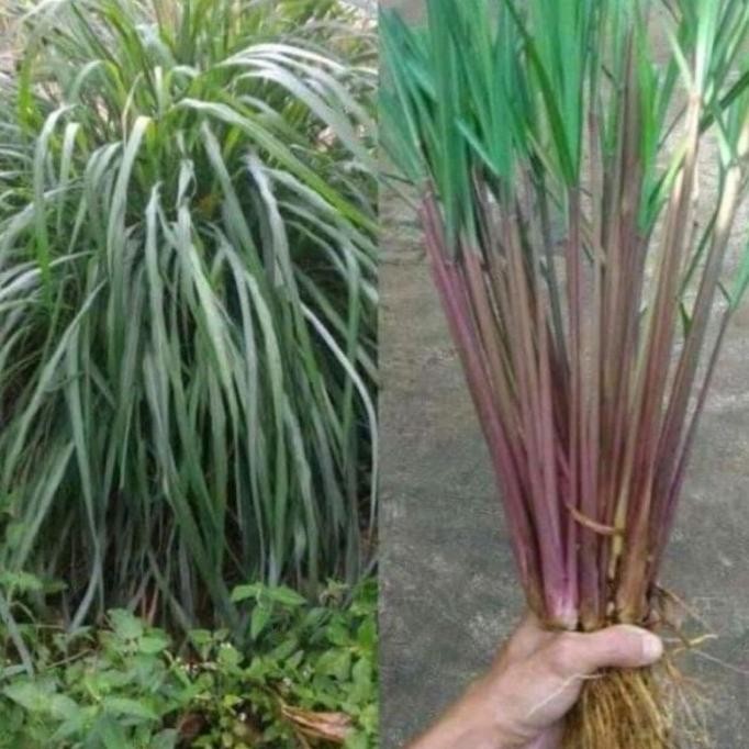 

Terlaris Bibit Tanaman Sereh Merah Wangi/Minyak Tawon Segar