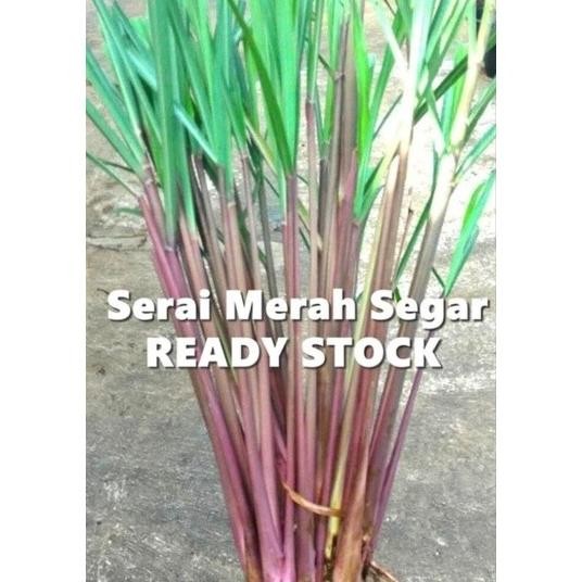 

Terlaris Bibit Sereh Merah Beli 5 Gratis 1