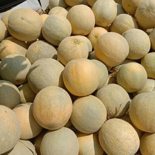 

BARU MELON MADU MANIS 1 BIJI