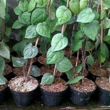 

Terlaris Bibit Daun Sirih Hijau Herbal