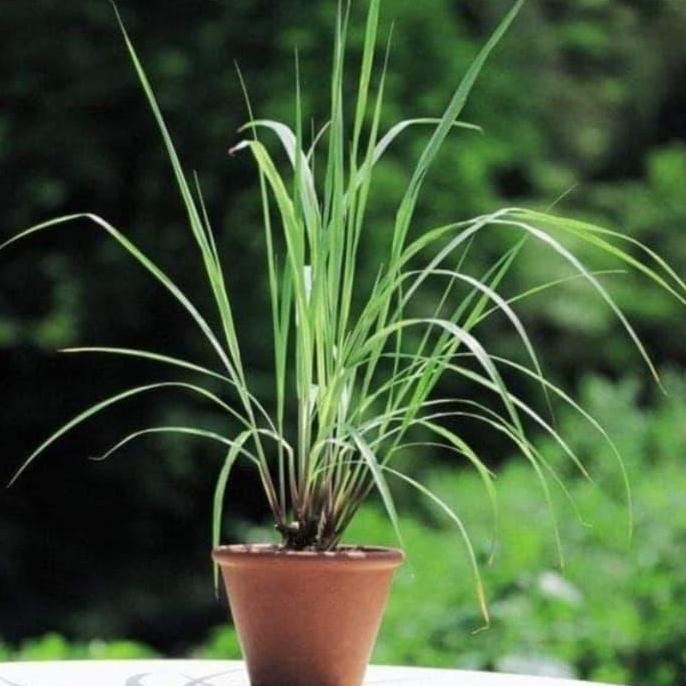 

Terlaris Tanaman Bibit Sereh Putih/Sereh Dapur/Sereh Bumbu