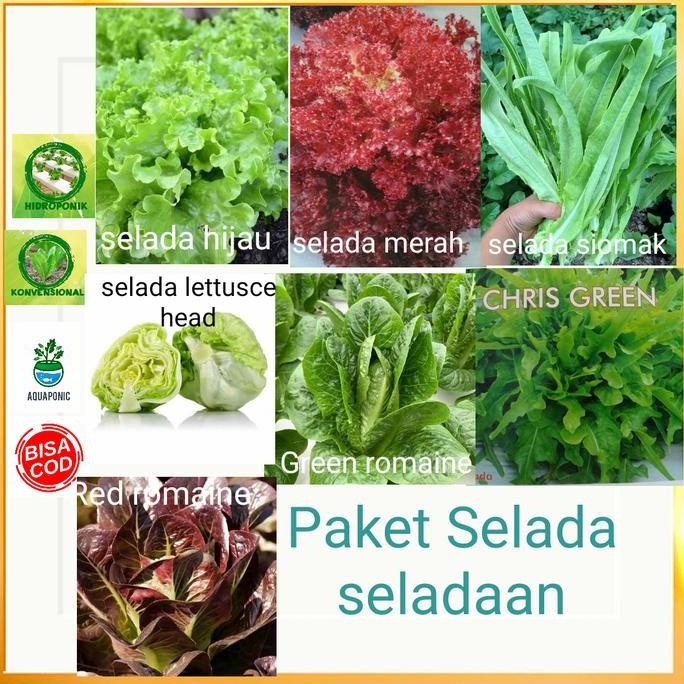 

Terlaris Paket 7 Macam Selada +Bonus Polibag+Pupuk Npk+2 Benih Lainnya