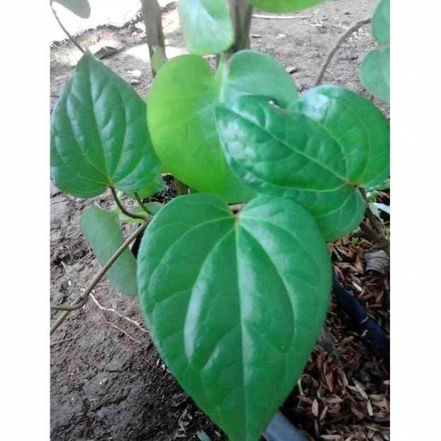 

Terlaris Tanaman Herbal Bibit Sirih Hijau Sirih Obat