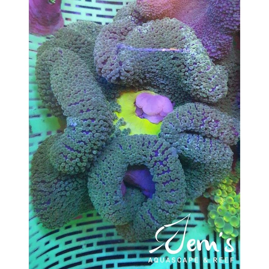 Sale Anemon Karpet Hijau (Green Carpet Anemone)