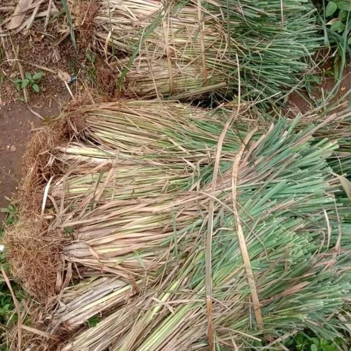 

Terlaris Jual Bibit Sereh Wangi,Tanaman Serai,Sereh Merah/1Kg Herbal Terlaris