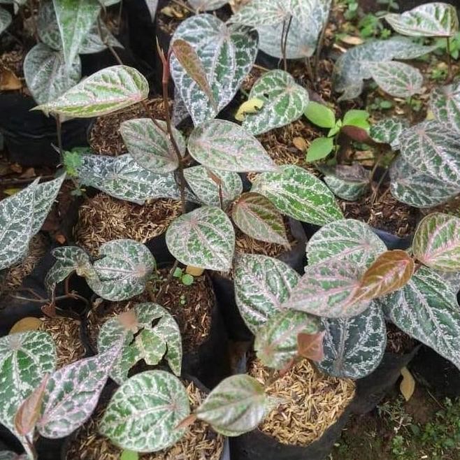 

Terlaris Bibit Pohon Daun Sirih Merah - Tanaman Rambat Herbal New Stok