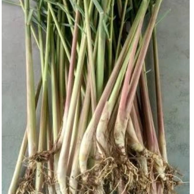 

Terlaris Paket Hemat Sepuluh Bibit Sereh Wangi