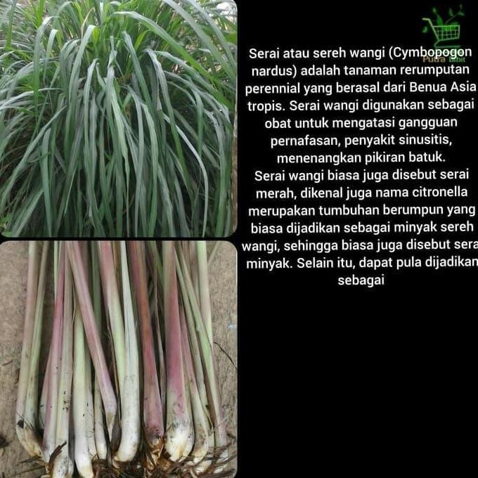 

Terlaris Bibit Tanaman Serai Atau Sereh Wangi 500 Gram