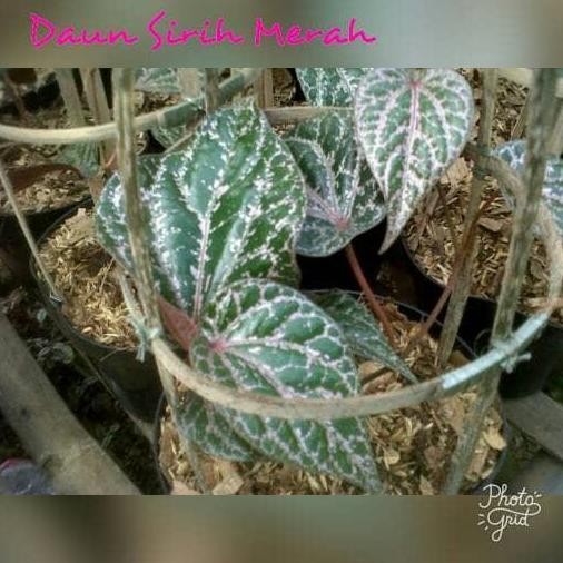 

Terlaris Bibit Tanaman Sirih Merah / Piper Ornatum
