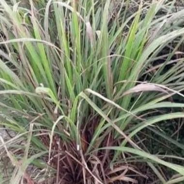 

Terlaris Bibit Tanaman Sereh Merah