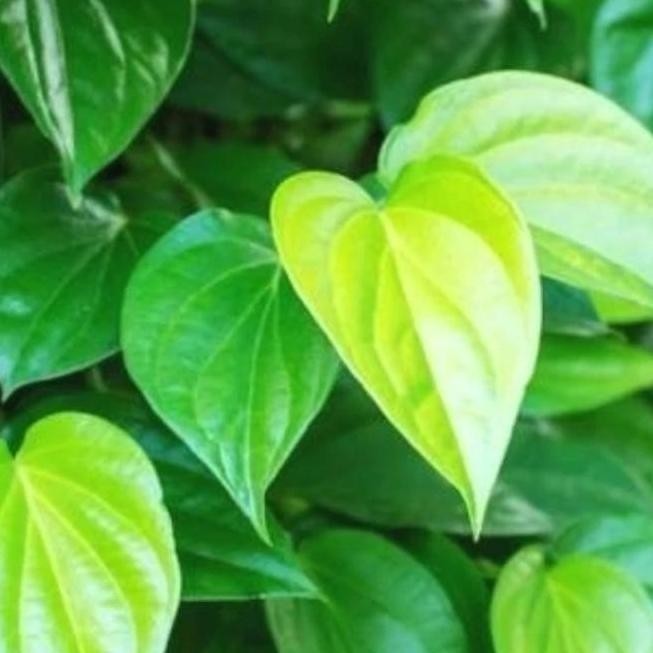 

Terlaris Bibit Daun Sirih Hijau Siap Tanam