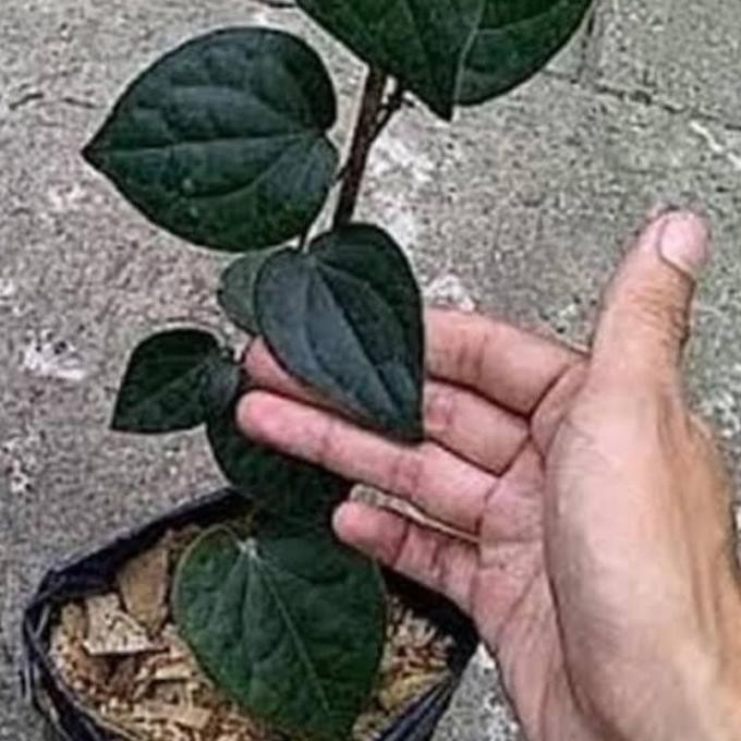 Terlaris Promo Bibit Sirih Hitam Asli