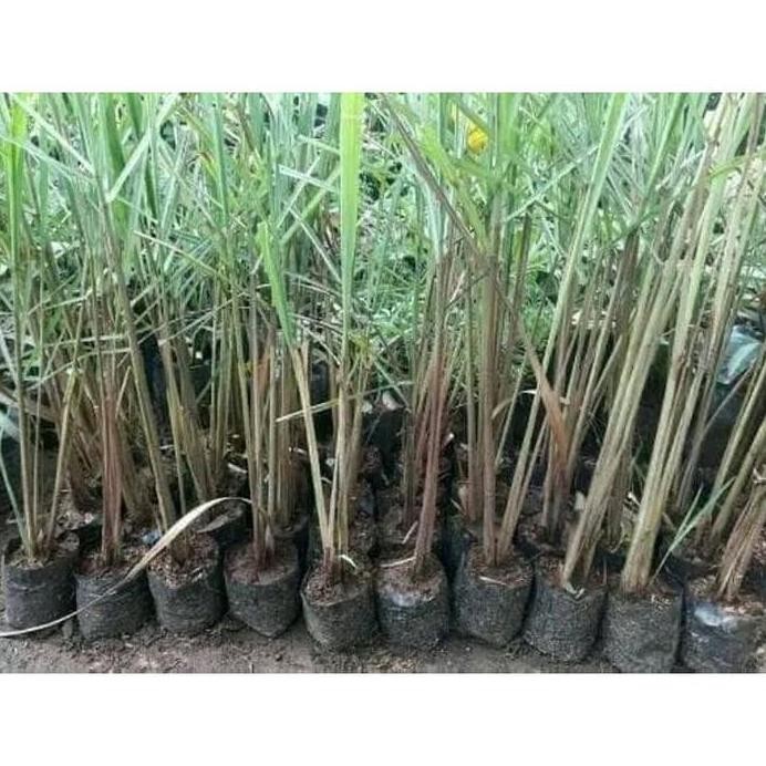 

Terlaris Jual Bibit Sereh Wangi Termurah Bibit Unggul Banyak Manfaat