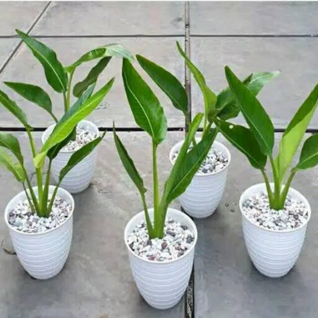 Tanaman Hias Pisang Kipas Tinggi 80-1M - Pisang Hias Hidup