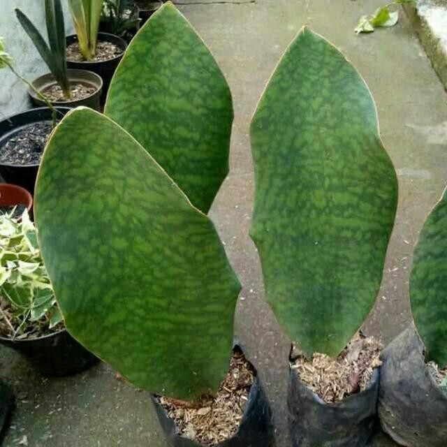 Tanaman Hias Sensivera Centong / Sansivera Lidah Mertua Giant