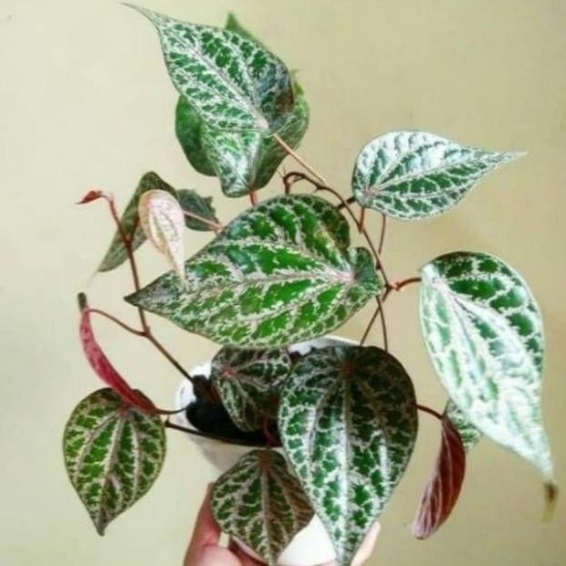 

Terlaris Bibit Tanaman Pohon Sirih Merah- Pohon Sirih Merah-Tanaman Hias Sirih Merah-Murah